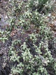 Cistus creticus