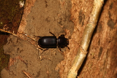 Aulacocyclus