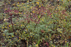 Lomatium dasycarpum dasycarpum