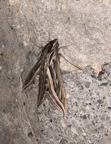 Hippotion celerio