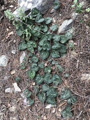 Cyclamen graecum