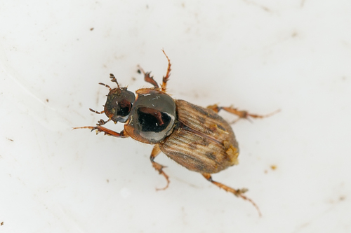 black-streaked dung beetle, photo 9 of 9