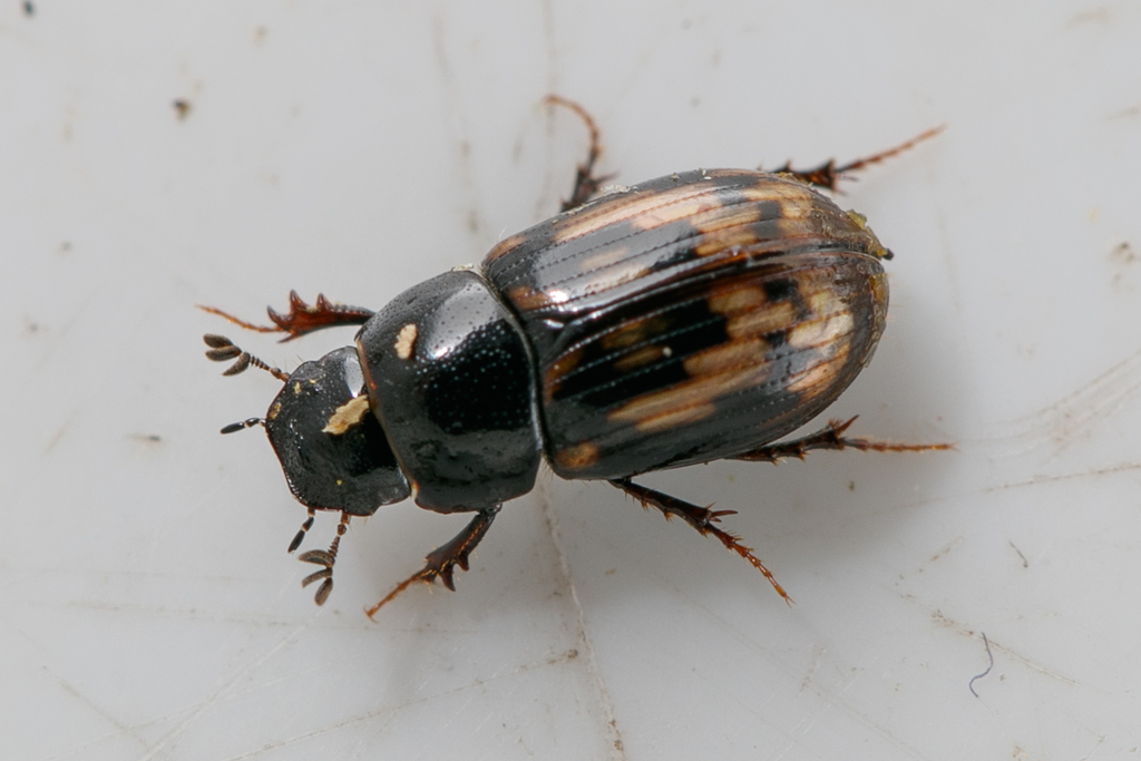 Chilothorax paykulli