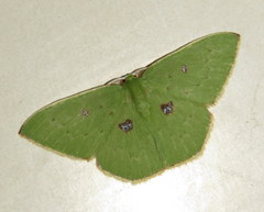 Comostola leucomerata