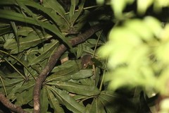 Rhacodactylus leachianus