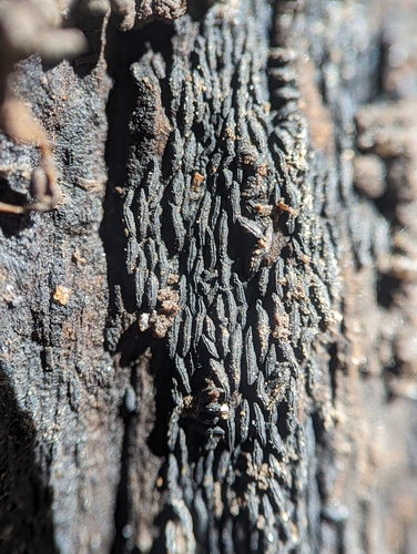 Psiloglonium clavisporum, 2023-11-19