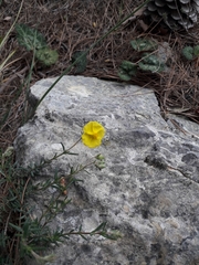 Cistaceae