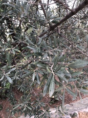 Olea europaea