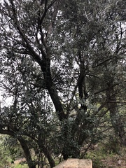 Olea europaea