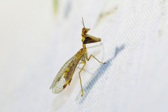 Mantispa styriaca