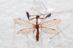 Mantispa styriaca