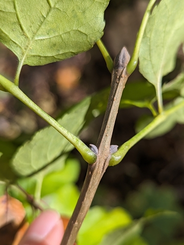 Fraxinus ornus