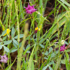 Trifolium depauperatum