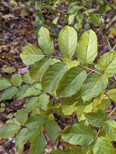 Fraxinus ornus