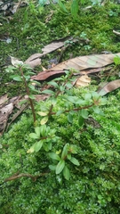 Sedum truncatistigmum