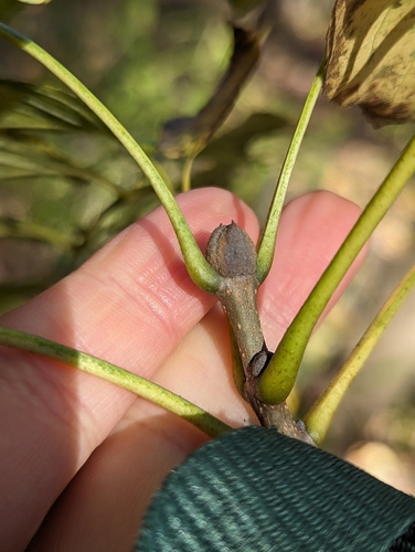 Fraxinus ornus
