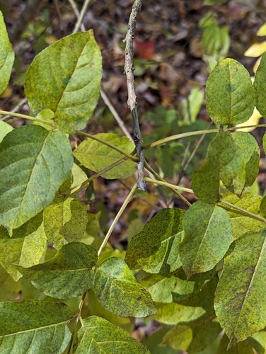 Fraxinus ornus