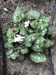 Cyclamen