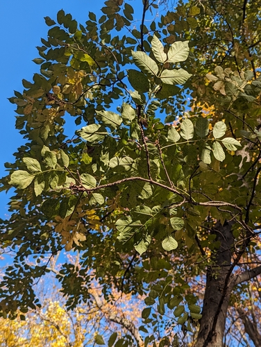 Fraxinus ornus