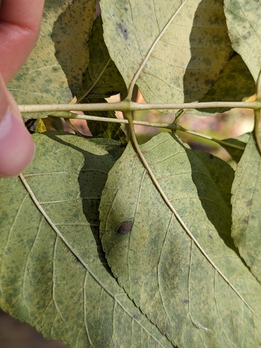 Fraxinus ornus