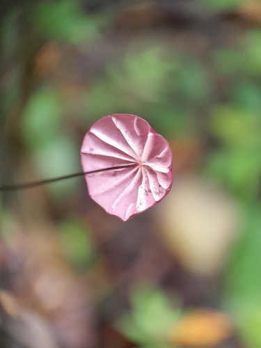 purple pinwheel