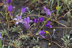 Brodiaea