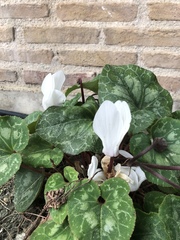 Cyclamen
