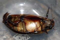 Cybister lateralimarginalis