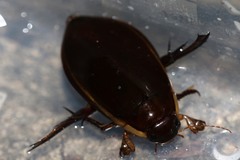 Cybister lateralimarginalis