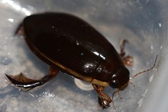 Cybister lateralimarginalis