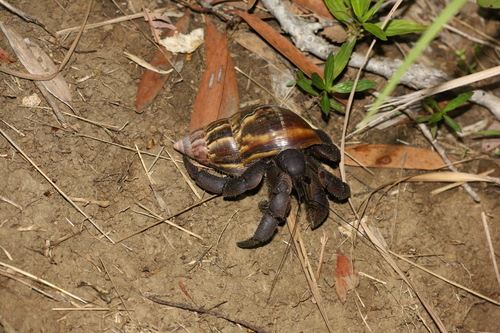 Coenobita spinosus