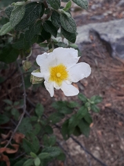 Cistus salviifolius