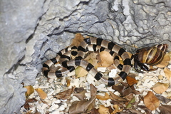 Laticauda saintgironsi