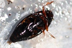 Gyrinus suffriani