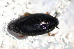 Gyrinus suffriani