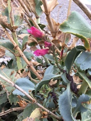 Penstemon bicolor roseus