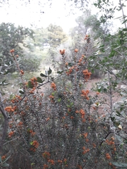 Magnoliopsida