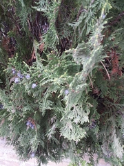Cupressaceae
