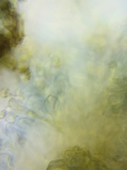 Dothideomycetes