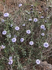 Globularia alypum