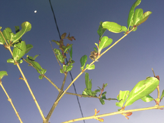 Aplidia transversa cretica