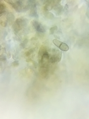 Dothideomycetes