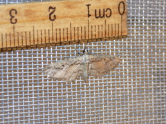 Eupithecia longidens