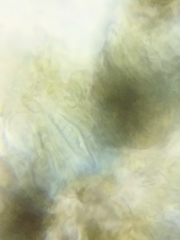 Dothideomycetes