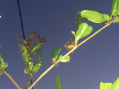 Aplidia transversa cretica