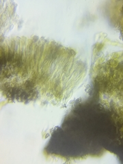 Dothideomycetes