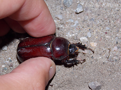 Heterogomphus inarmatus