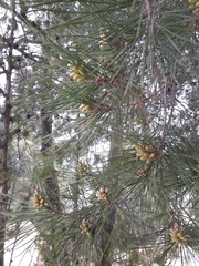 Pinus