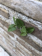 Magnoliopsida