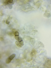 Dothideomycetes